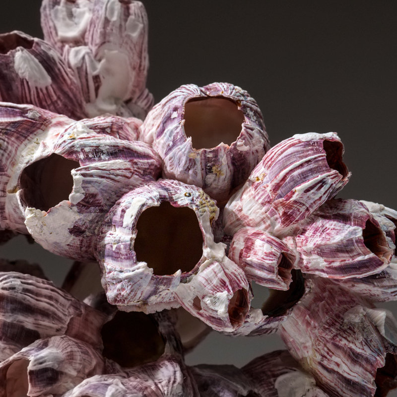 Genuine Purple Acorn Barnacle Cluster (1.5 Lbs)