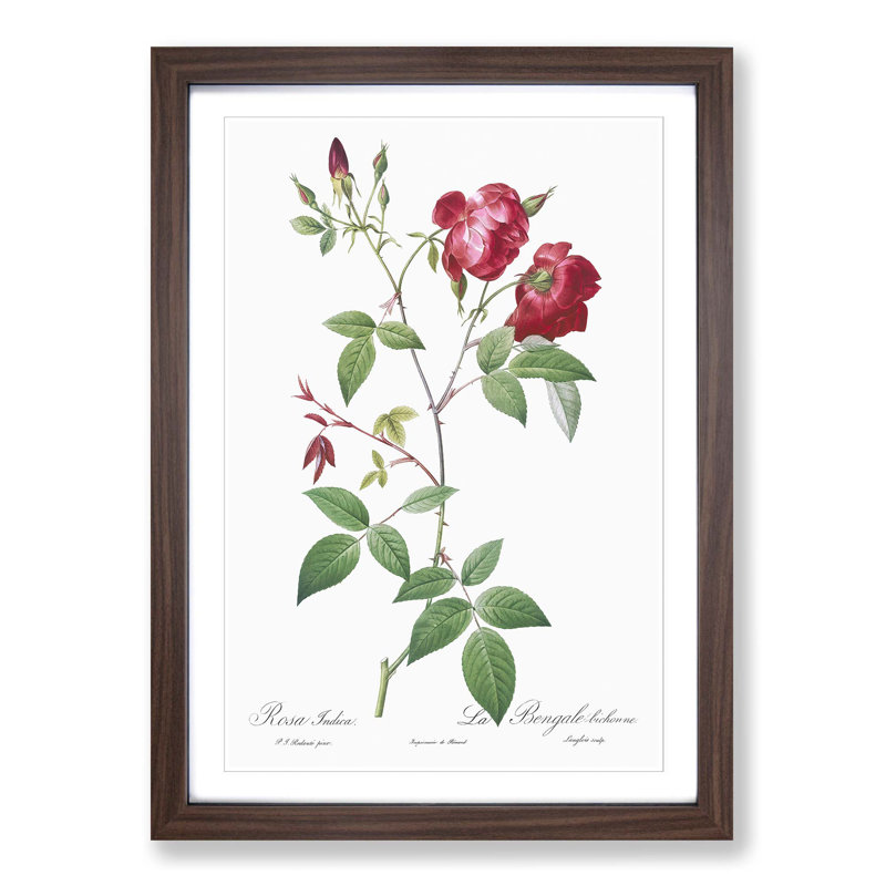 Velvet China Rose in Pink by Pierre-Joseph Redoute - Picture Frame Painting Print, 48cm H x 65cm W x 2cm D, Walnut Framed