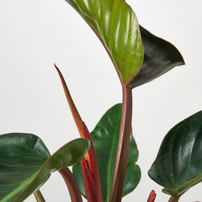 House Plant Shop Live Philodendron Plant