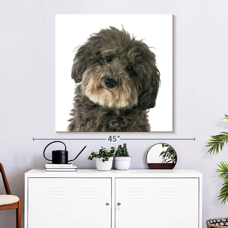 Crowle Molly The Dog