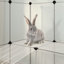 Culberson Small Animal-879683396
