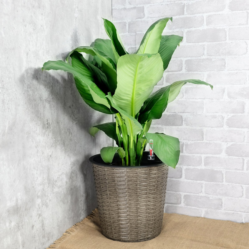 Jardinière ronde de 13,4 po avec arrosage automatique - naturel pour une utilisation intérieure et extérieure