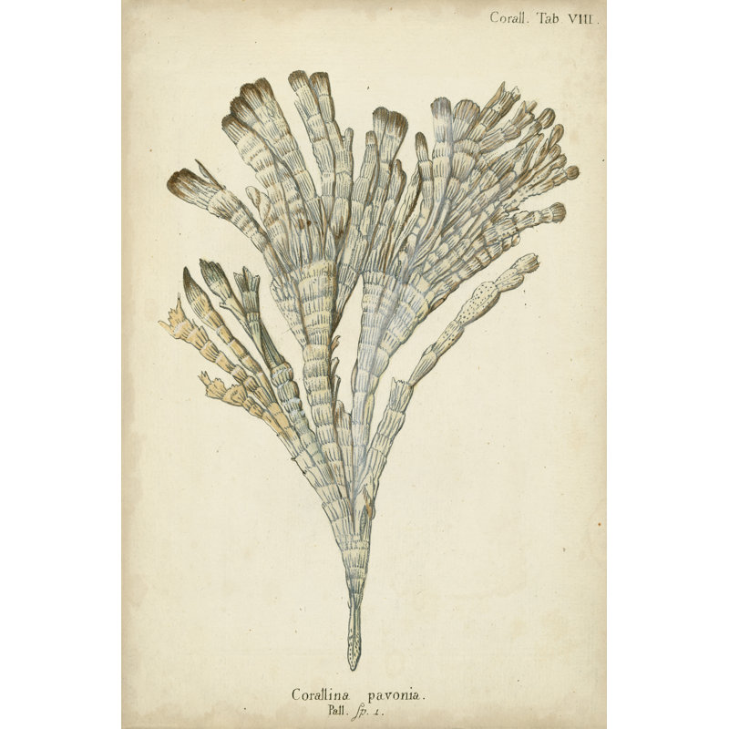 Coral Collection I by Johann Esper - Painting Print, 122cm H x 81cm W, Black Floater Framed