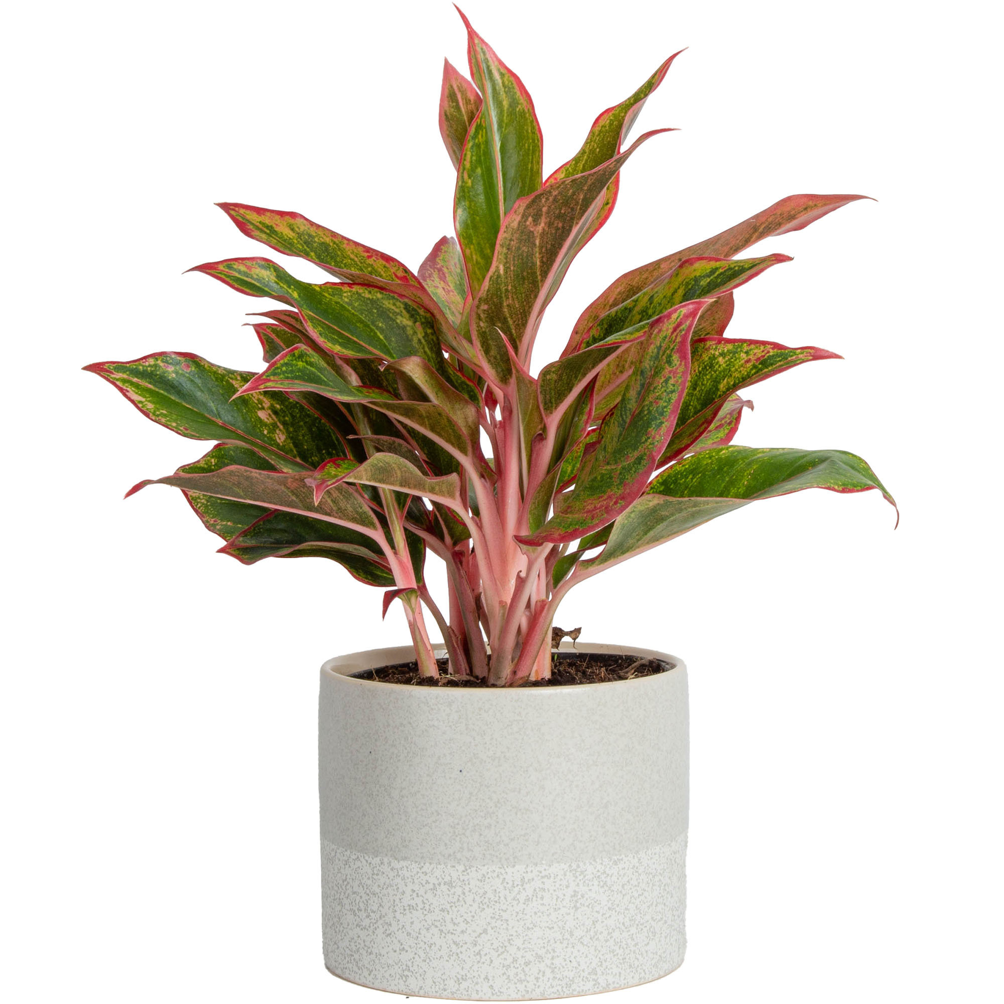 https://assets.wfcdn.com/im/49356789/compr-r85/2422/242268317/costa-farms-siam-aurora-aglaonema-live-aglaonema-low-maintenance-plant-in-ceramic-pot.jpg