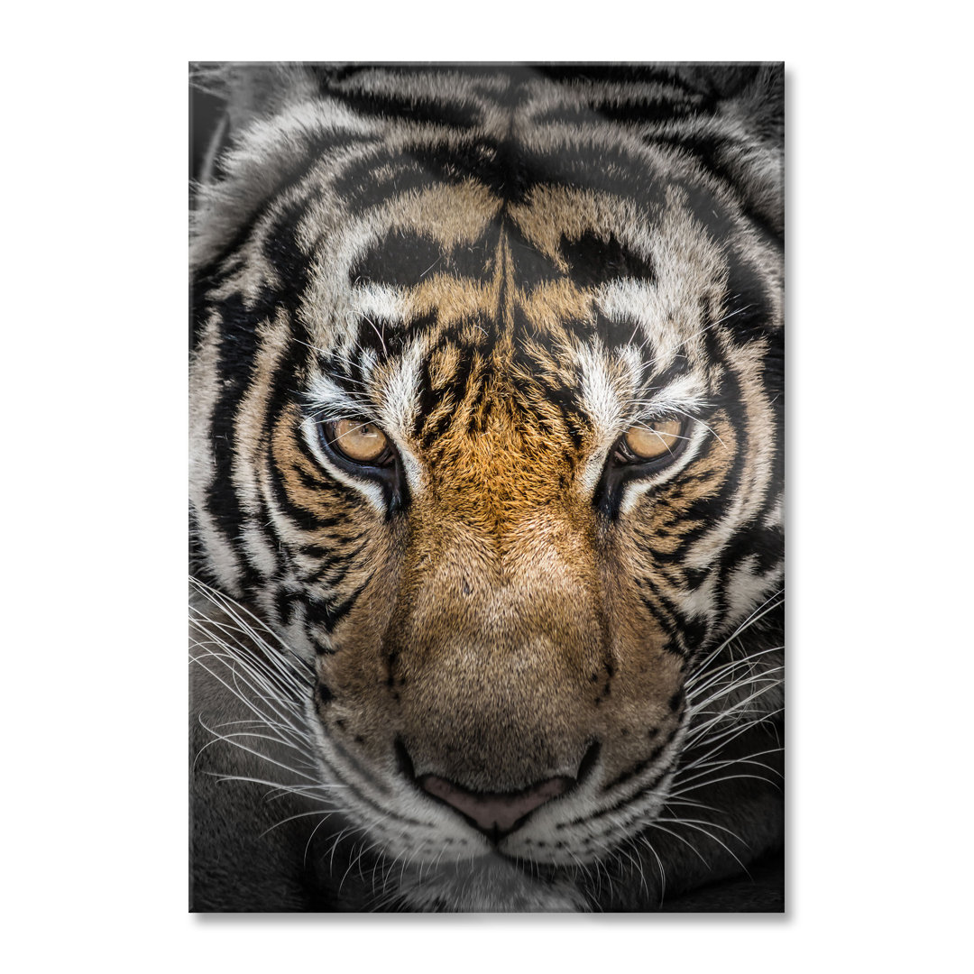 Glasbild Tiger mit hellbraunen Augen