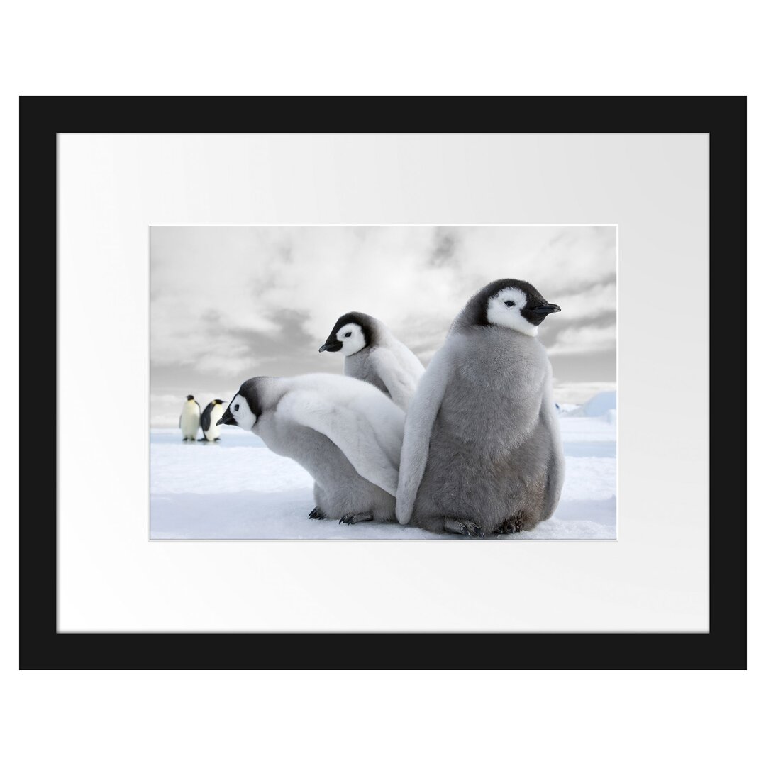 Kaiserpinguine Gerahmter Fotokunstdruck Poster