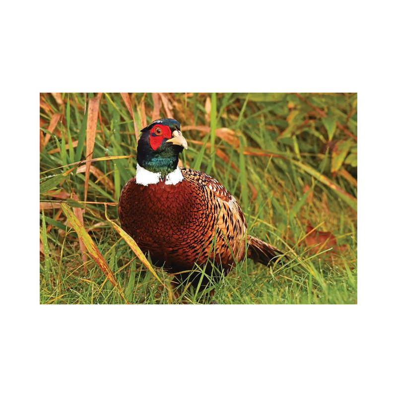 Gaudy Rooster by Brian Wolf - Wrapped Canvas Print, 20.32 cm H x 30.48 cm W