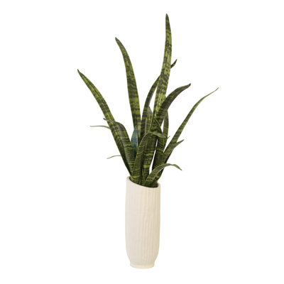 Sansevieria, plante serpent dans un vase blanc crème