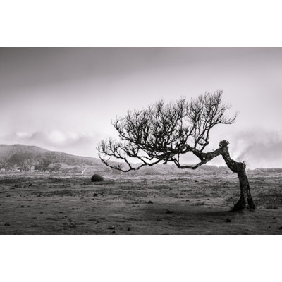 " Lonely Tree "