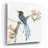 " Formosan Blue Magpie " by Chris Paschke-1387894550-1397680330
