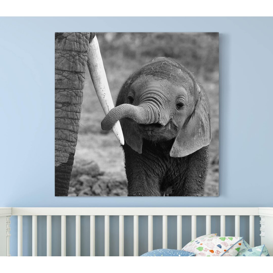 Leinwandbild Elephant Baby