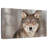 Brampt Gray Wolf Stare-107698546