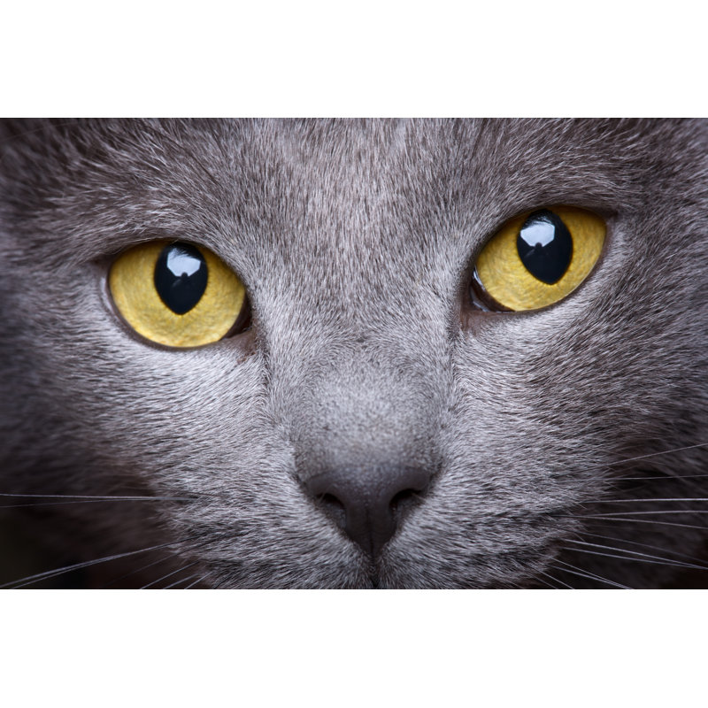 Portrait Of A Beautiful Chartreux Cat Close-up, 81cm H x 122cm W
