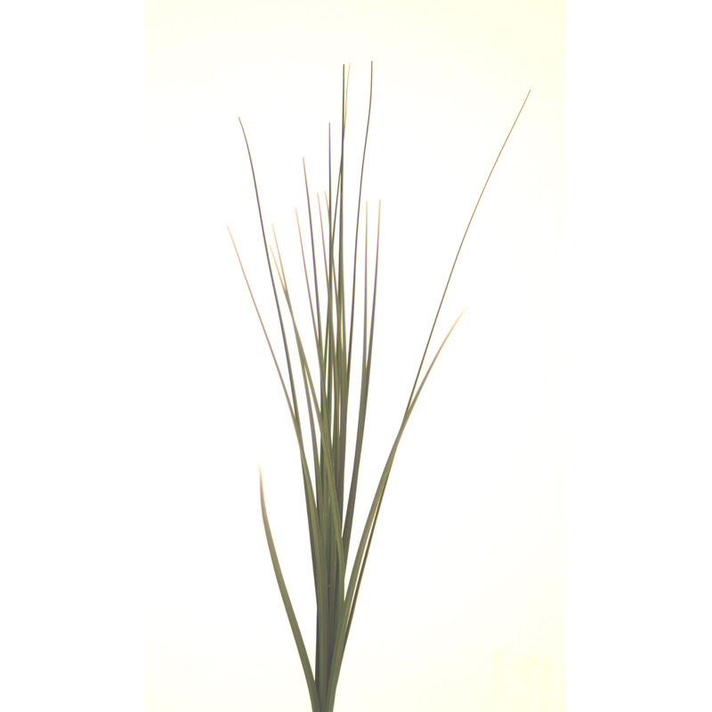 18'' Isolyptus Grass Grass