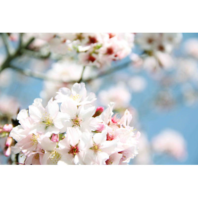Dreaming Of Spring by Irena Orlov - Wrapped Canvas Print