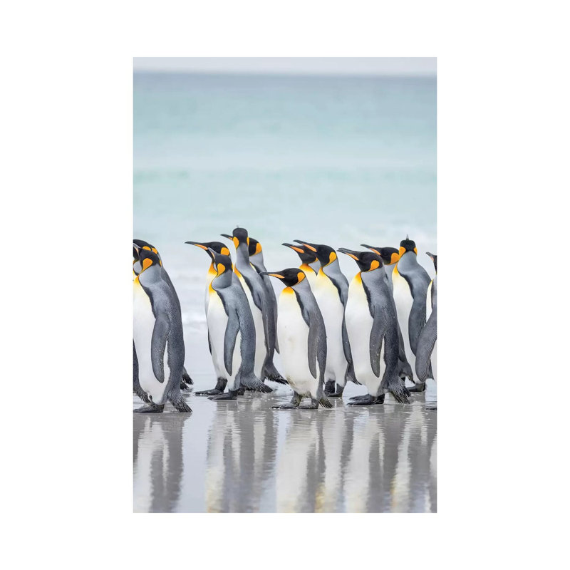 King Penguin On Falkland Islands. by Martin Zwick - Wrapped Canvas Gallery-Wrapped Canvas Giclée, 20.32 cm H x 30.48 cm W