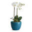 Pot de fleurs en céramique Shawna-111554701