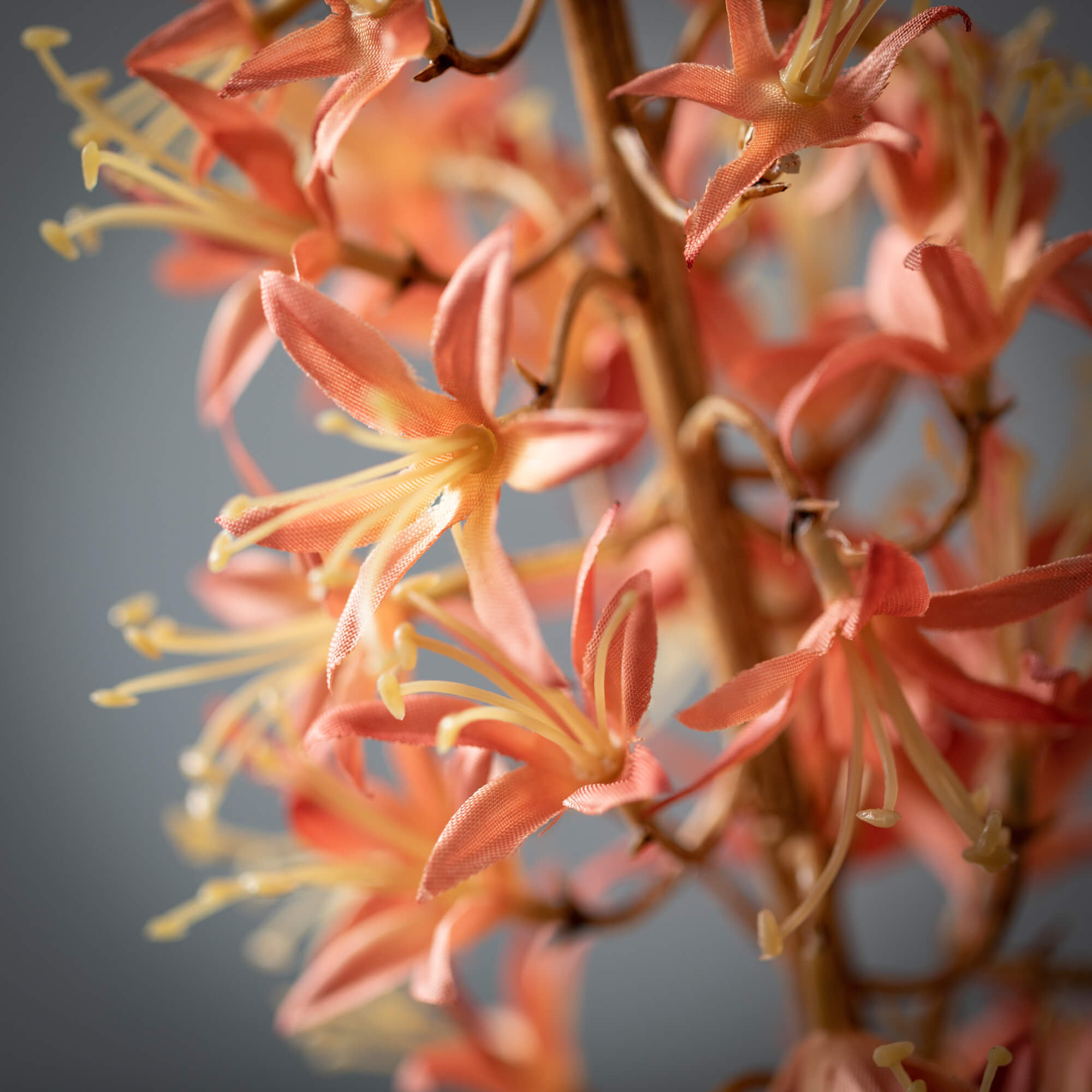 Eremurus Arrangement, Pink