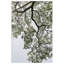 «Pleasantville Coastal Forest» par Shot par Clint Wood, reproduction d'art encadrée-1453798614-1453798635