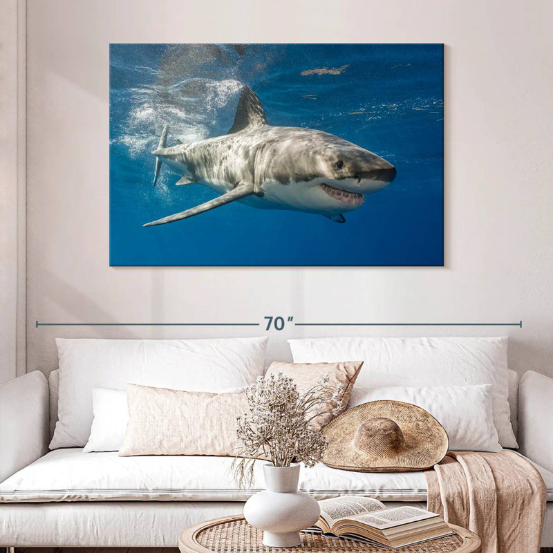 Requin, H 32 po x l 48 po