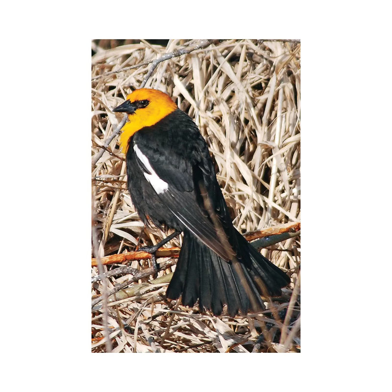 Yellowheaded Blackbird by Brian Wolf - Wrapped Canvas Print