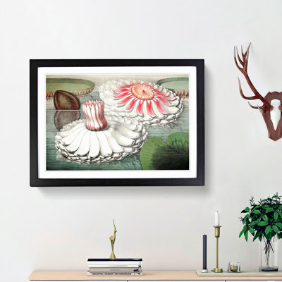 Blooming Gigantic Water Lily by William Sharp - Picture Frame Art Print