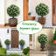 60cm Plant