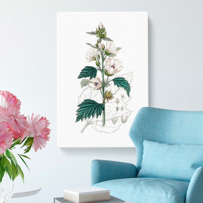 Marsh Mallow Flowers Illustration - Wrapped Canvas Painting, 60cm H x 40cm W x 3cm D