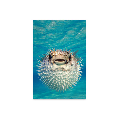Guillermina " Close-Up Of A Puffer Fish, Bahamas " by Panoramic Images