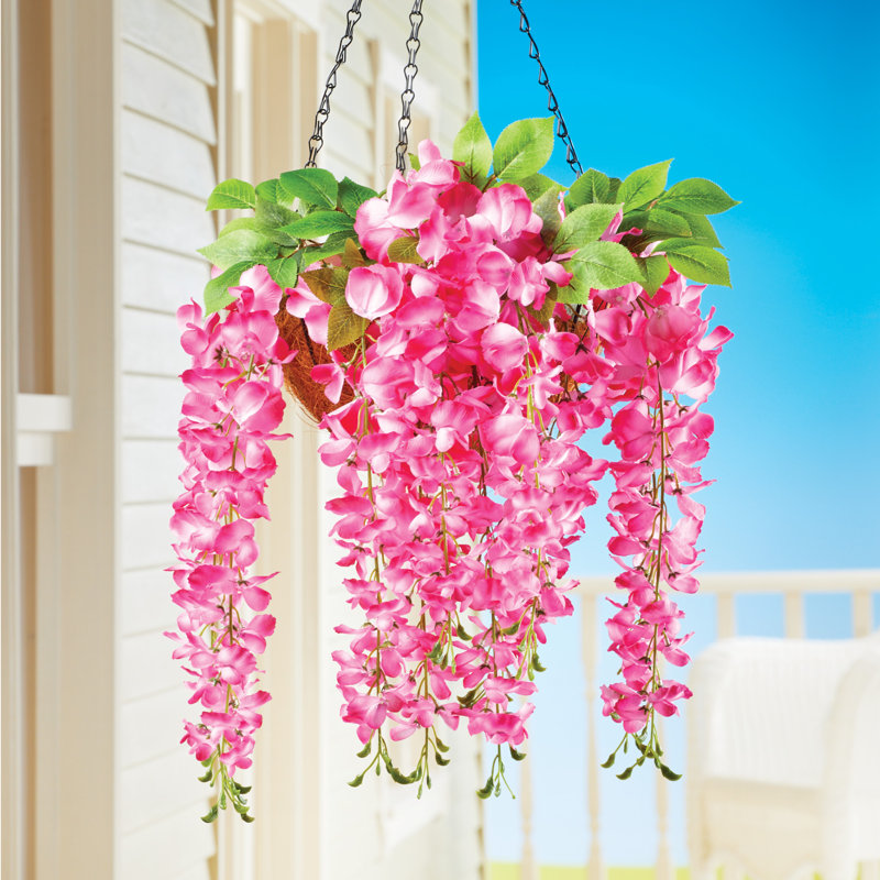 Buissons de glycines en cascade, Rose