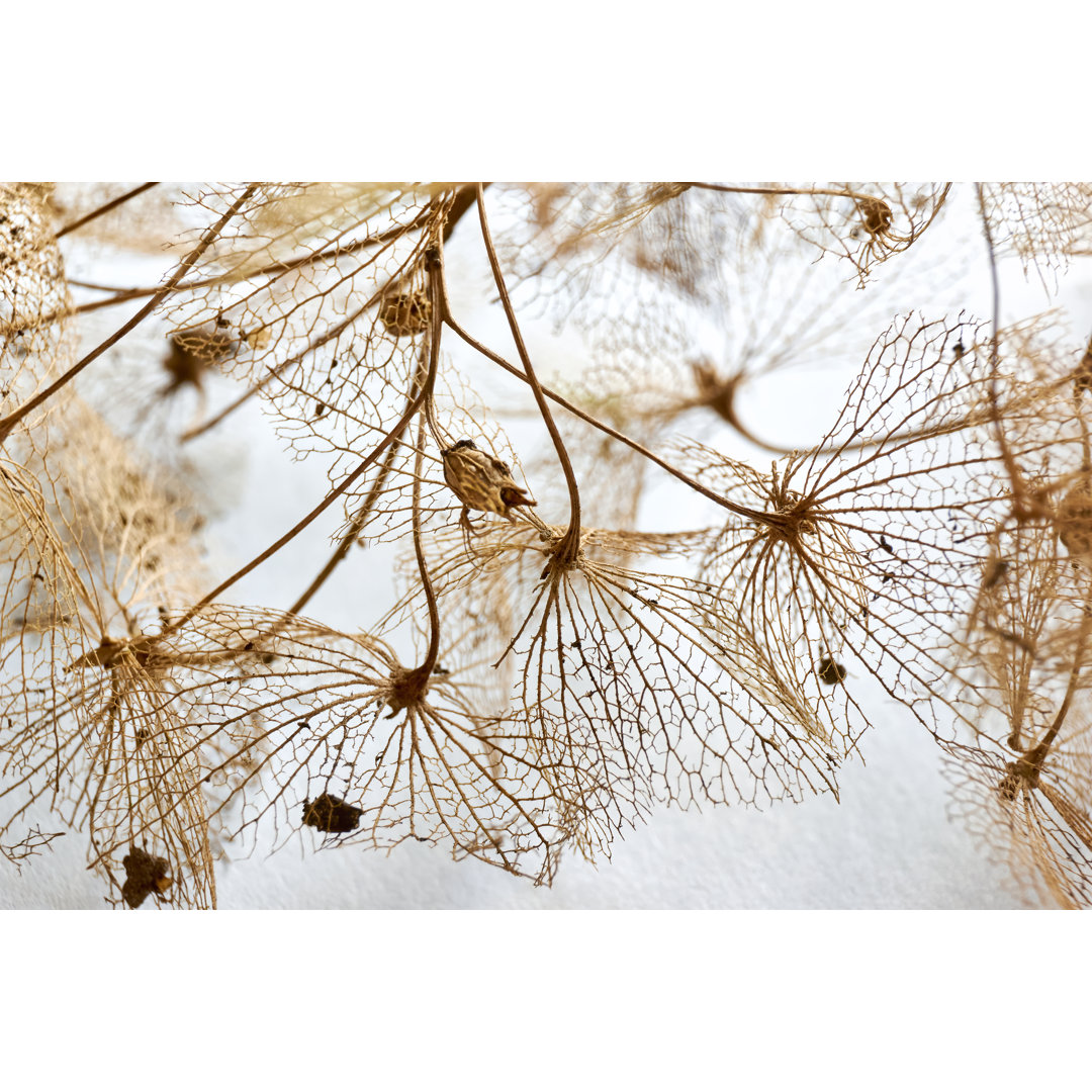 Dry Hortensia - Drucken