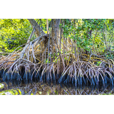 Mangrove par Pjpoto69