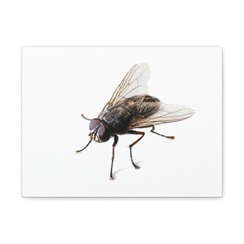 No Frame Print on Canvas, 30.48cm H x 40.64cm W