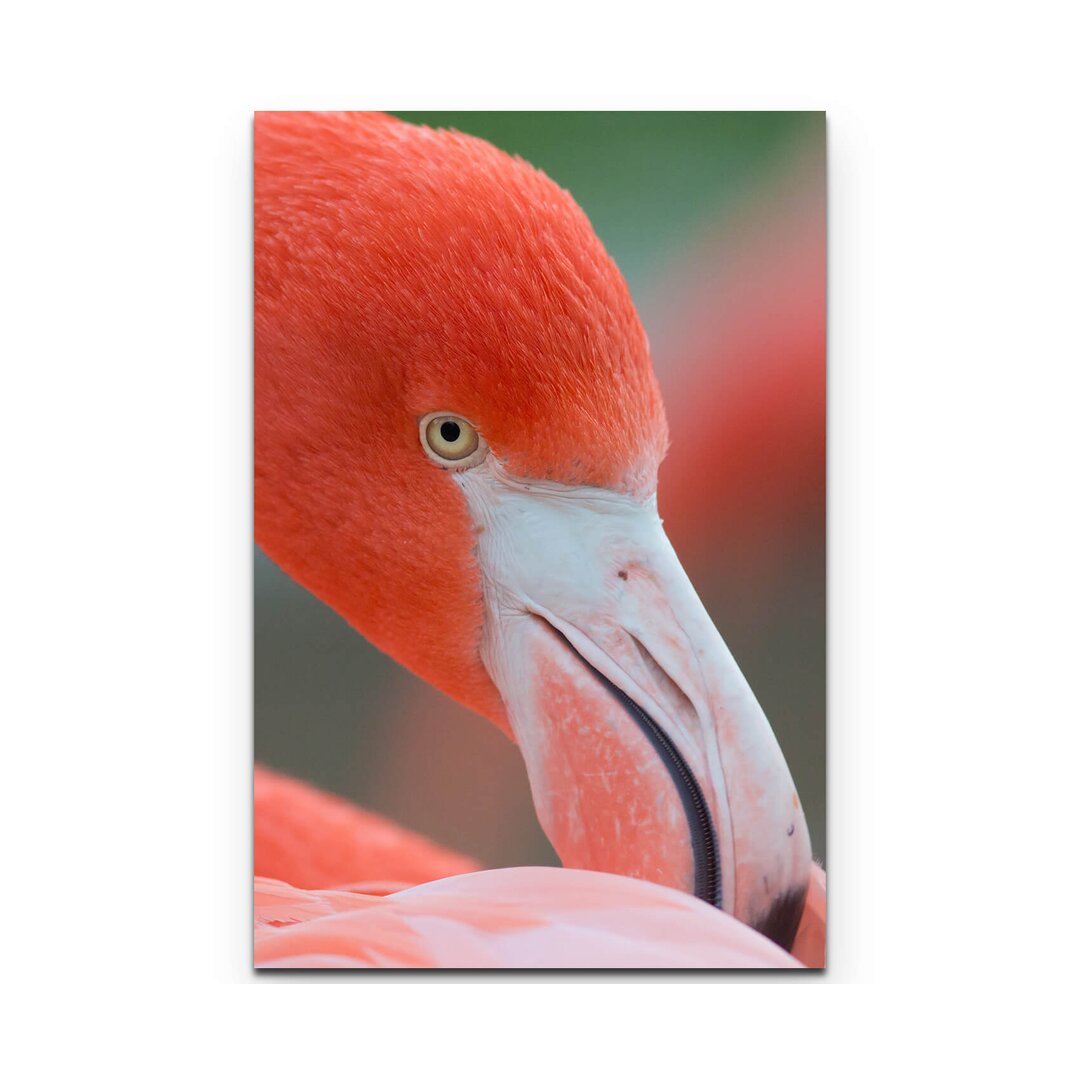 Leinwandbild Flamingo – Nahaufnahme