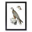 Jugger Falcon Illustration by John Edward Gray - Picture Frame Painting Print-55767607-55767608