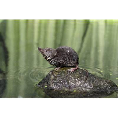 Water Shrew by MikeLane45 - Wrapped Canvas Print