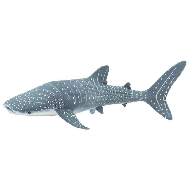 Whale Shark