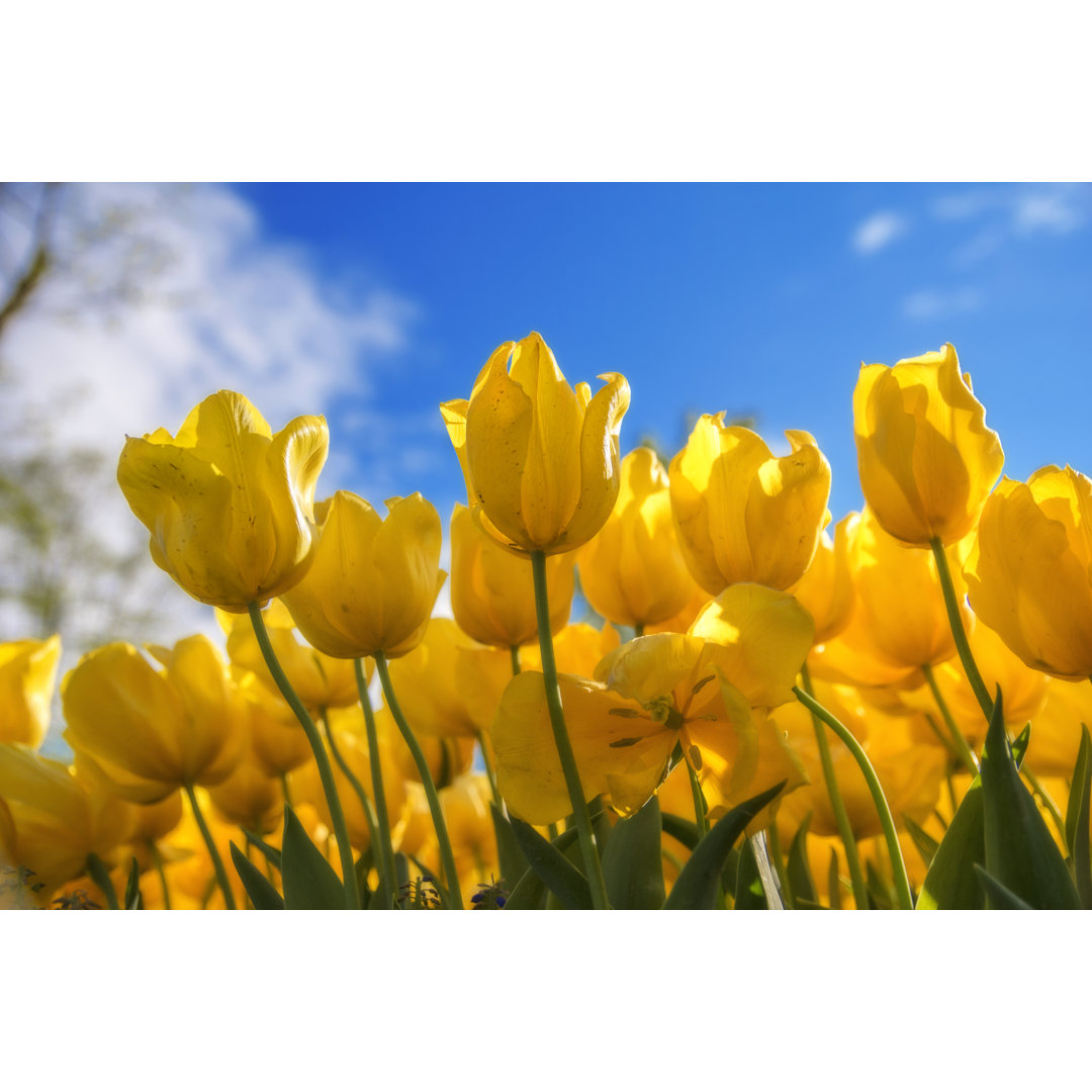 Leinwandbild Gelbe Tulpenblüte mit blauem Hintergrund