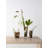 Squeeze Handcrafted Glass Table Vase - Set of-102042425