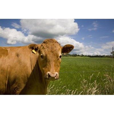 Vache par Andyd