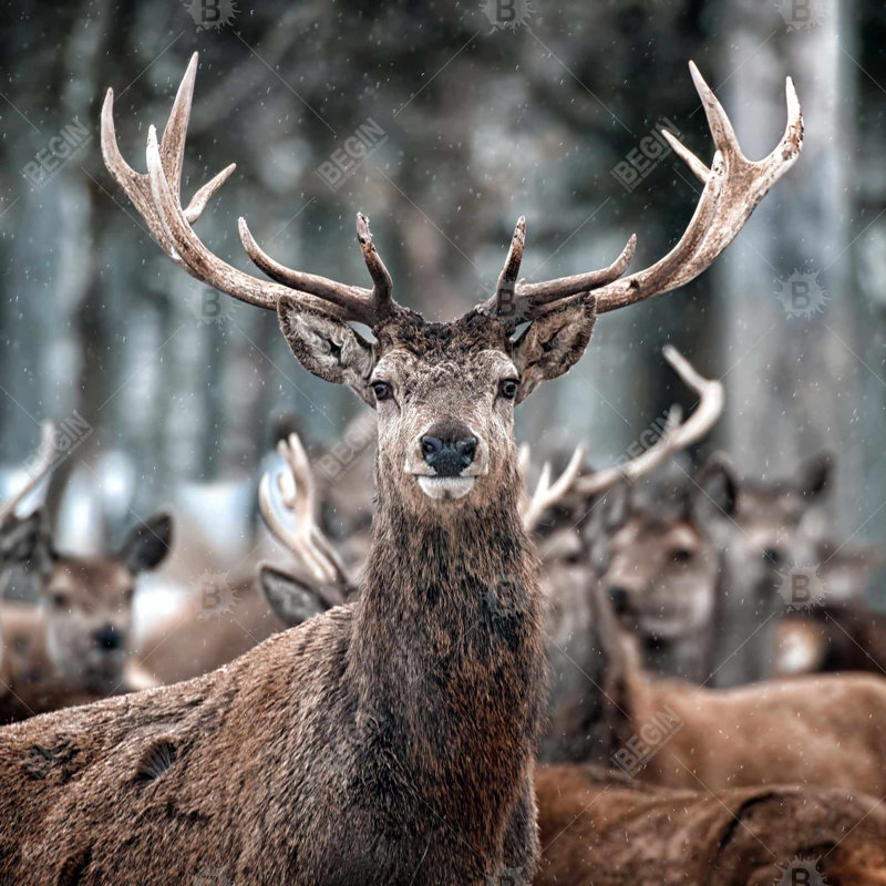 «Stags»