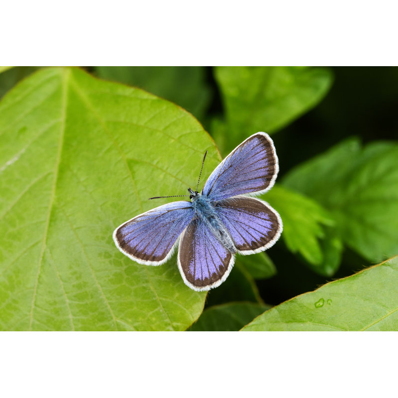 Plebejus Argus - Wrapped Canvas Print, 30cm H x 46cm W