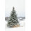 " Perfect Pine Tree " Color Photography Print