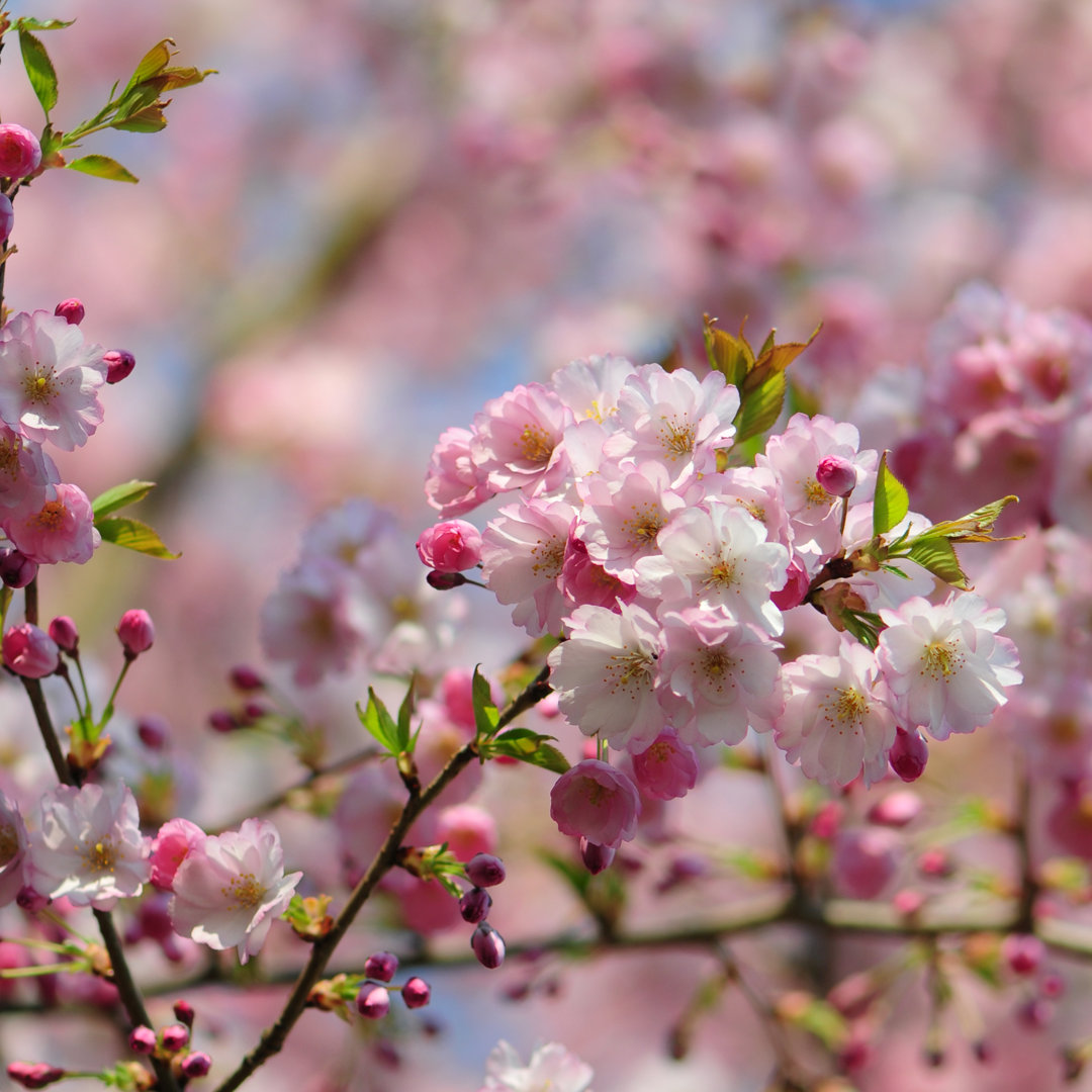 Japanische Kirschblüten von Schulzie - Kunstdrucke auf Leinwand