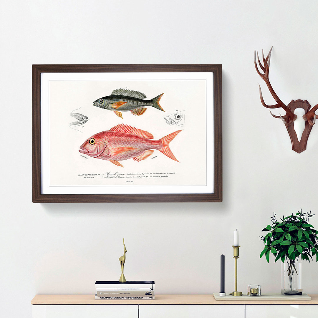Fish Illustrations by Charles d' Orbigny - Framed Print
