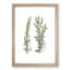 Mugwort Flowers Illustration - Picture Frame Painting Print-55581112-55581113