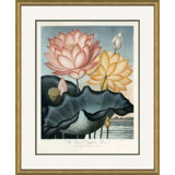 Botanicals 4 Giclee Print by Robert John Thornton