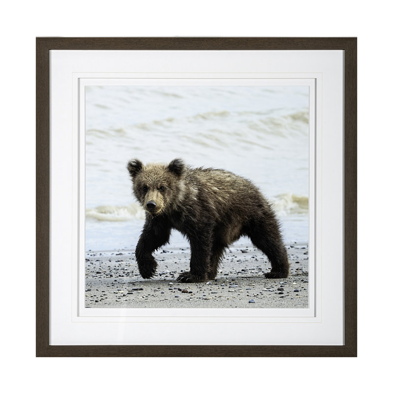 Curious Cub par Wink Gaines
