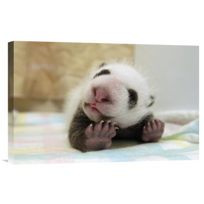 " Giant Panda Baby Stretching "