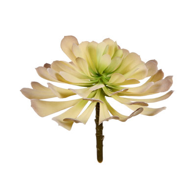 Succulent Stem